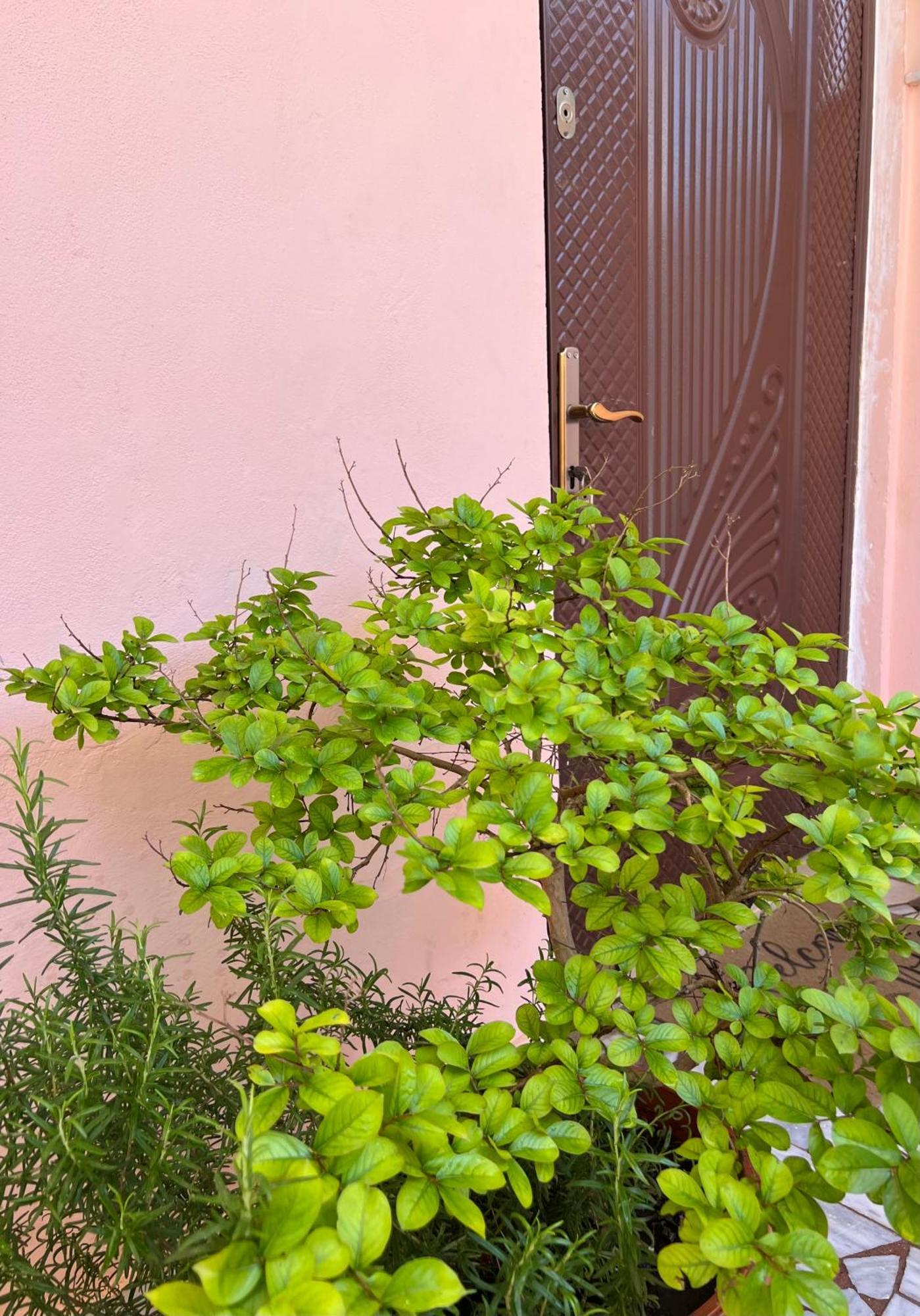 Villa Ensalv Berat - Apartment - Room - Penthouse מראה חיצוני תמונה